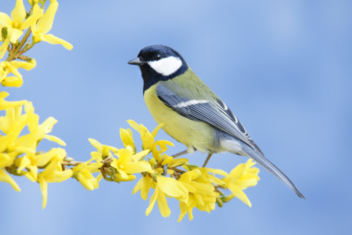 Daytime low angle close-up of a single Eurasian blue tit (Cyanistes caeruleus) perched in a flowering apple tree