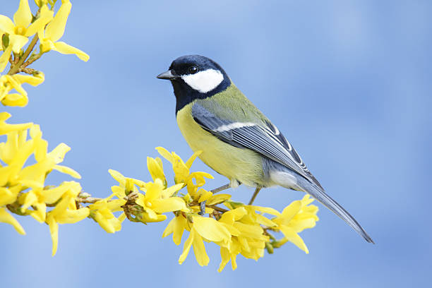 Great tit on forsythia twig stock photo