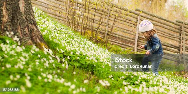 Foto de Descobrir A Primavera e mais fotos de stock de Anêmona dos Bosques - Anêmona dos Bosques, Primavera - Estação do ano, Suécia