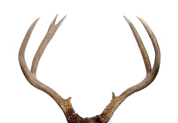 cerf-mulet antlers - cornu photos et images de collection