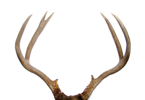 Antlers of a moose as a hunting trophy on a red wooden wall. High quality photo