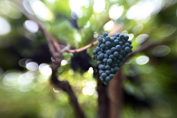 czerwone winogrona - agriculture purple vine grape leaf zdjęcia i obrazy z banku zdjęć