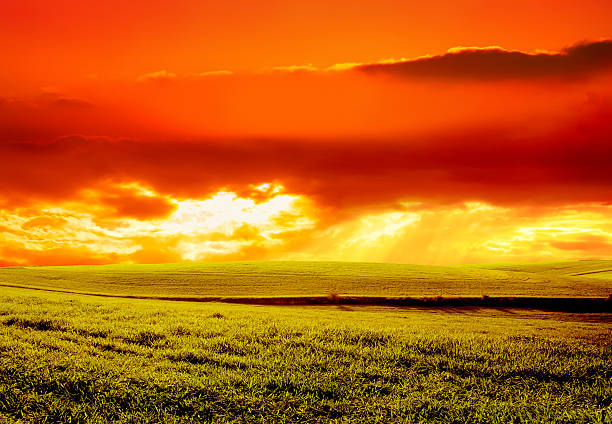 sunset over green field.