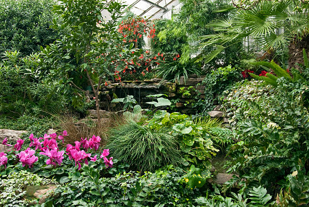 Auckland, New Zealand - December 5, 2016:  View of flowers growing inside the tropical hot house at the Auckland Domain Winter Garden, New Zealand.