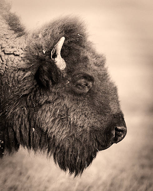 parc national des badlands portrait d'un bison ou de buffalo - wyoming landscape american culture plain photos et images de collection