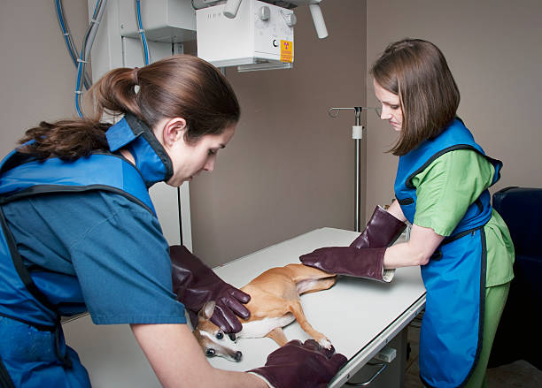 weibliche tierarzt für kleine hund ein x-ray - vet x ray veterinary medicine x ray image stock-fotos und bilder
