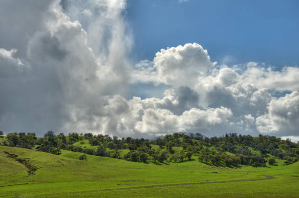 オークの木と雲(hdr - oak tree tree grass hdr ストックフォトと画像