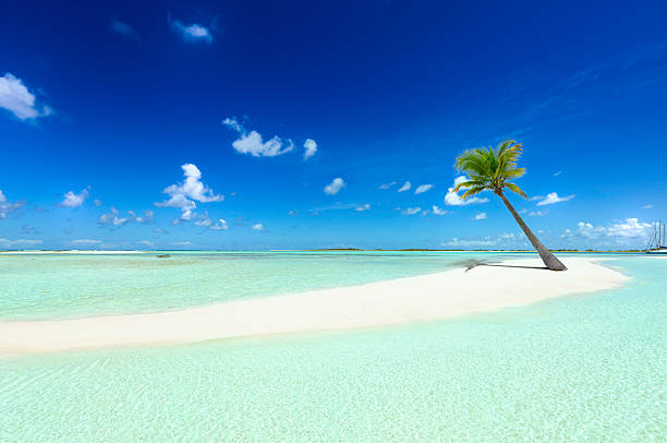 Tropical white sand cay beach with lonely coconut palm tree stock photo