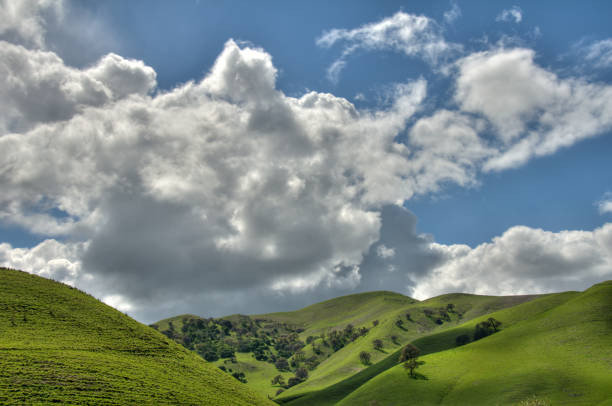 árvores de carvalho e cloudscape (hdr - oak tree tree grass hdr - fotografias e filmes do acervo