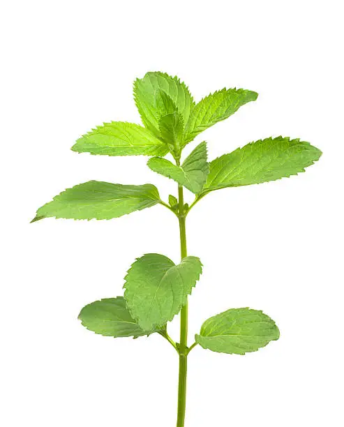 Photo of Isolated Mint