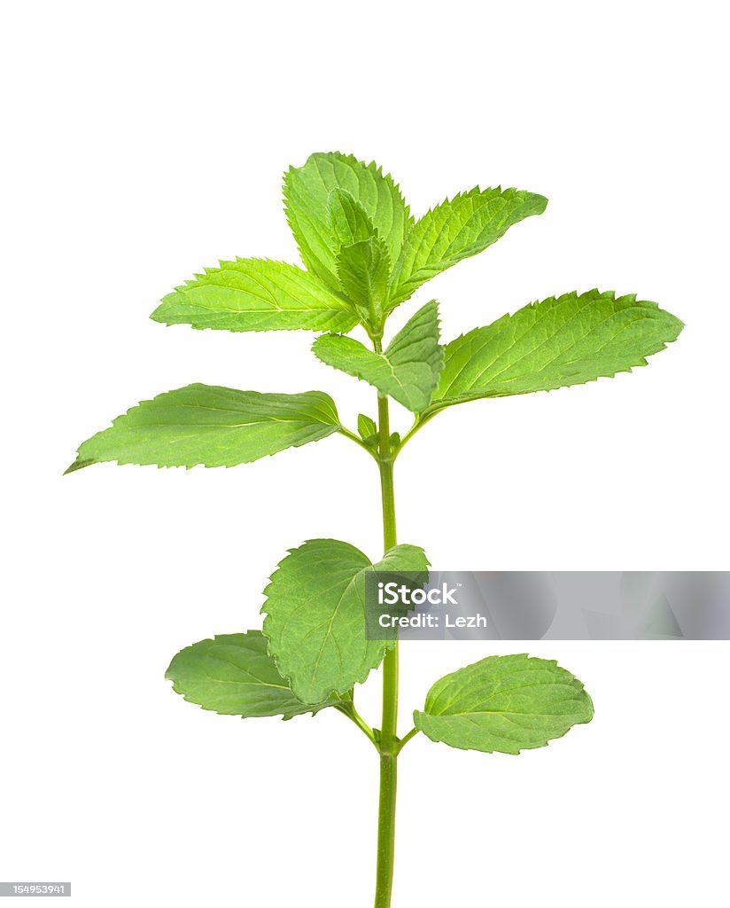 Isolado de hortelã - Foto de stock de Folha de menta - Culinária royalty-free