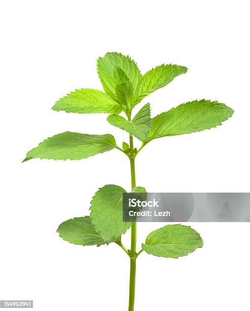 Foto de Isolado De Hortelã e mais fotos de stock de Folha de menta - Culinária - Folha de menta - Culinária, Figura para recortar, Galho