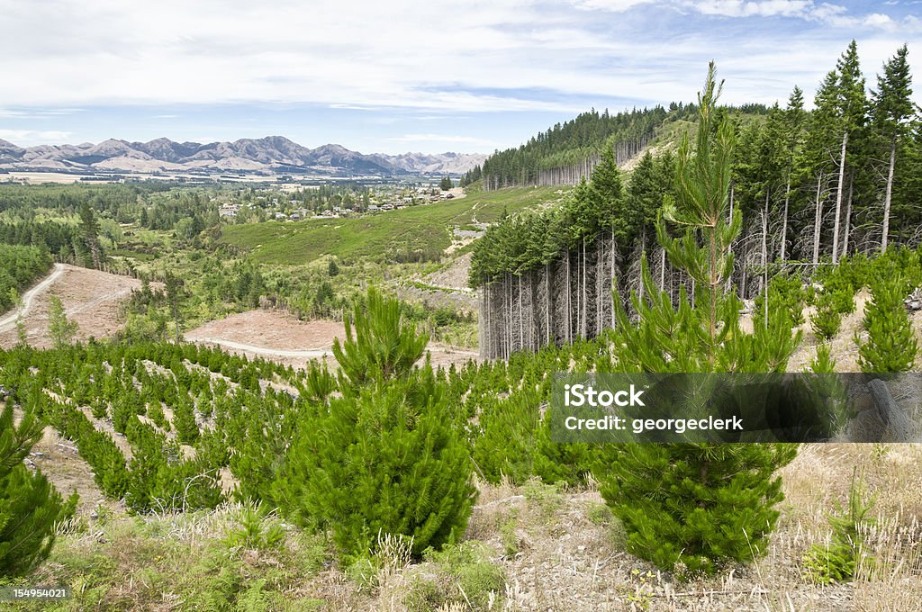 La gestión sostenible de los bosques - Foto de stock de Reforestación libre de derechos