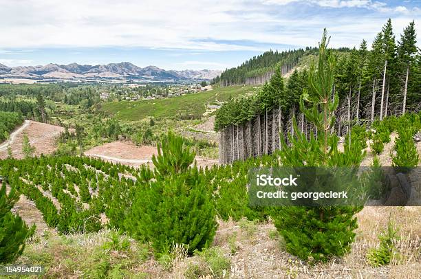 Silvicoltura Sostenibile Gestione - Fotografie stock e altre immagini di Rimboschimento - Rimboschimento, Foresta, Nuova Zelanda