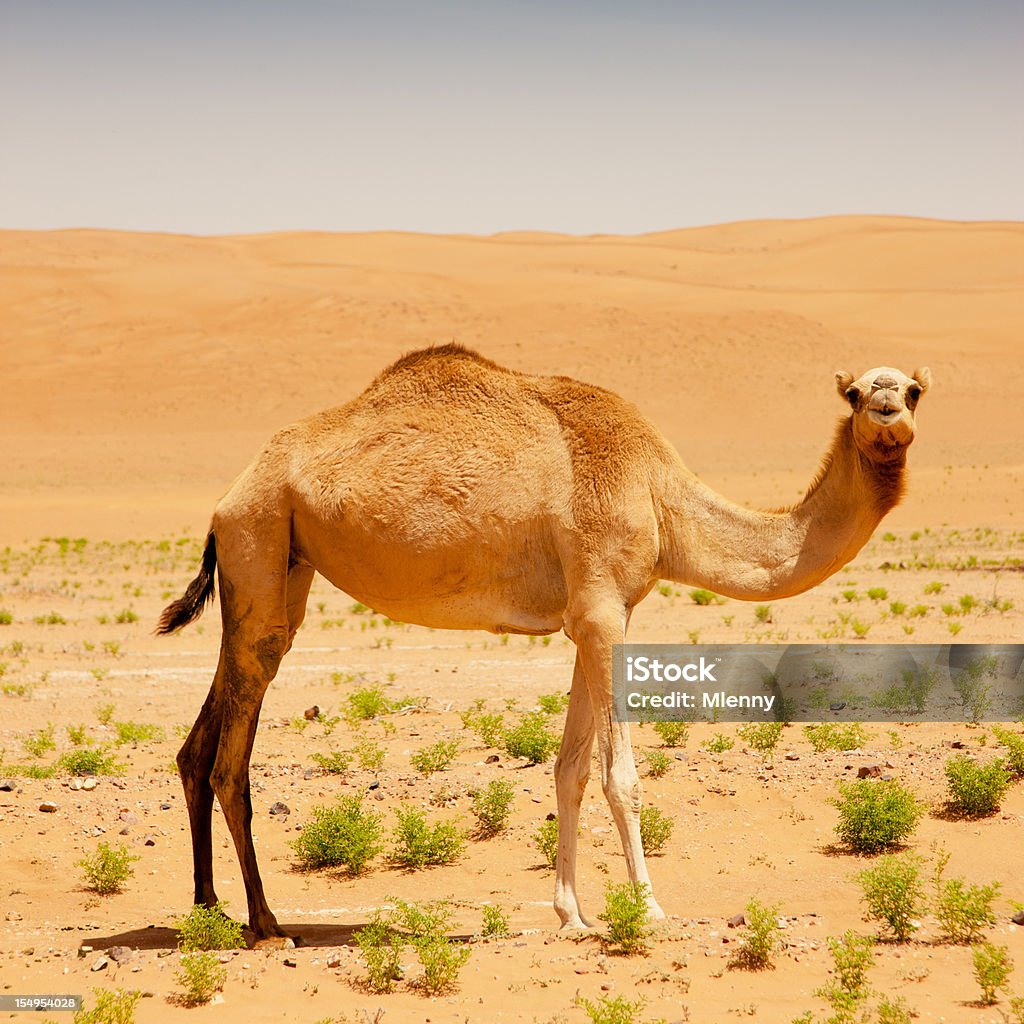 Camellos en el desierto - Foto de stock de Aire libre libre de derechos