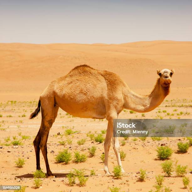 Camellos En El Desierto Foto de stock y más banco de imágenes de Aire libre - Aire libre, Andar, Animal