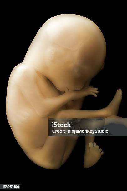 4 Month Old Human Baby Stock Photo - Download Image Now - Fetus, The Human Body, People