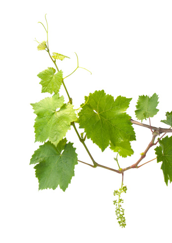 Isolated grapevine