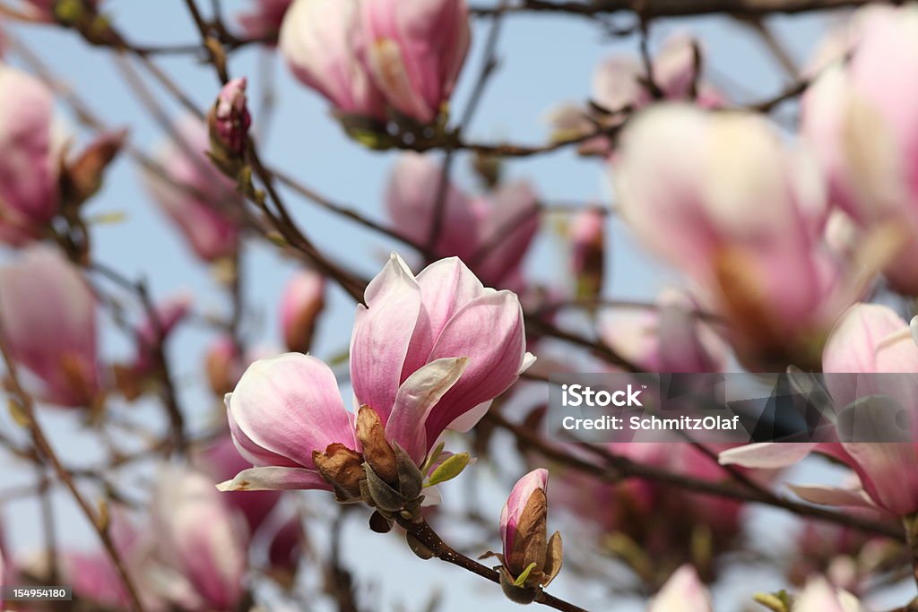 Florescendo na primavera magnolia - Foto de stock de Azul royalty-free