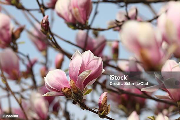 Foto de Florescendo Na Primavera Magnolia e mais fotos de stock de Azul - Azul, Beleza, Beleza natural - Natureza