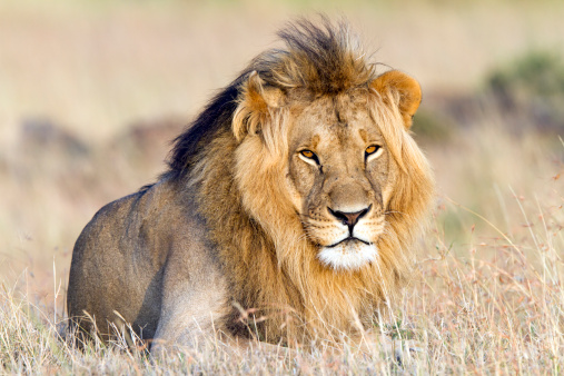 Angry male lion in African Savannah