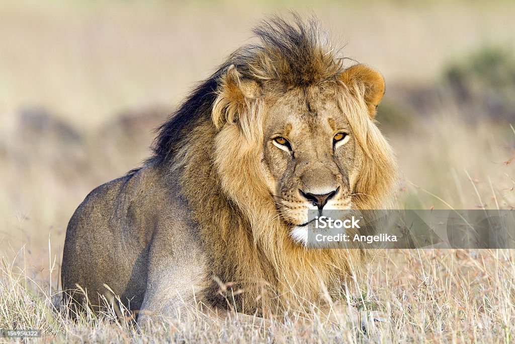Leão descansando, de Masai Mara, no Quênia - Foto de stock de Leão royalty-free