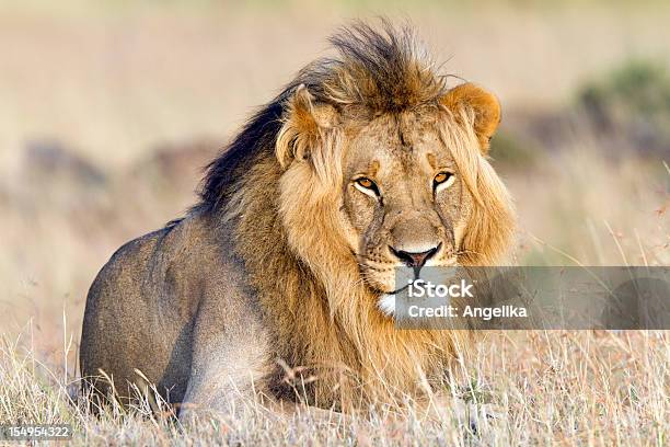 Leão Em Repouso Masai Mara Quénia - Fotografias de stock e mais imagens de Leão - Leão, Animal macho, Animal selvagem