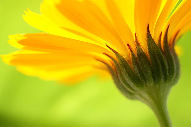 Closeup of the stem of a yellow daisy with green background  Beautiful summertime flower. single flower photos stock pictures, royalty-free photos & images