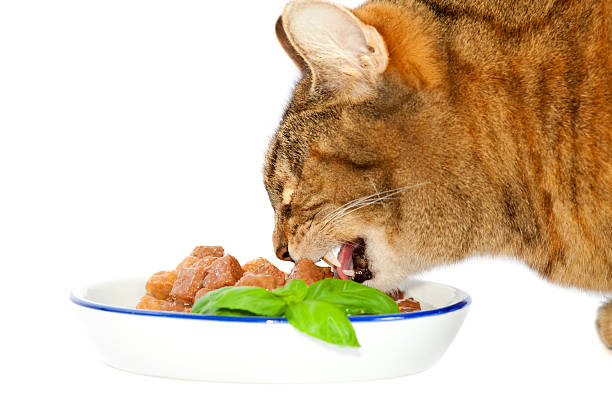 cat meal cat meal, cat food on a plate on white background cat healthy stock pictures, royalty-free photos & images