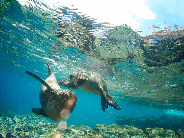 due galapagos sea lions divertirsi insieme subacqueo - sea lion foto e immagini stock