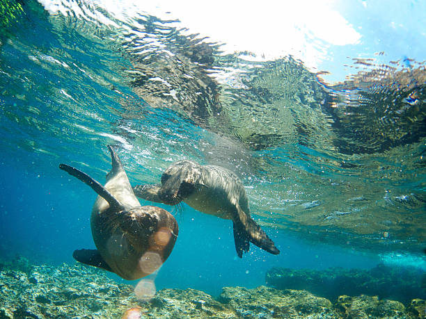 dois leões de mar galápagos divertem-se juntas debaixo de água - swimming animal imagens e fotografias de stock