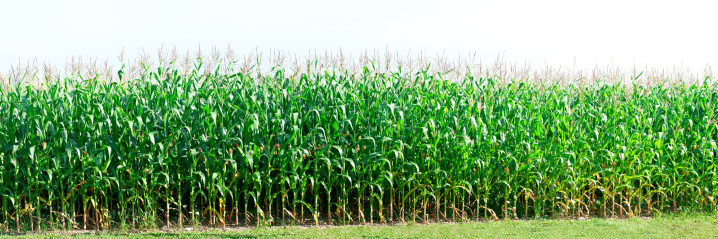 Corn field plants against light blue (white) sky. It can be used as isolated on white.