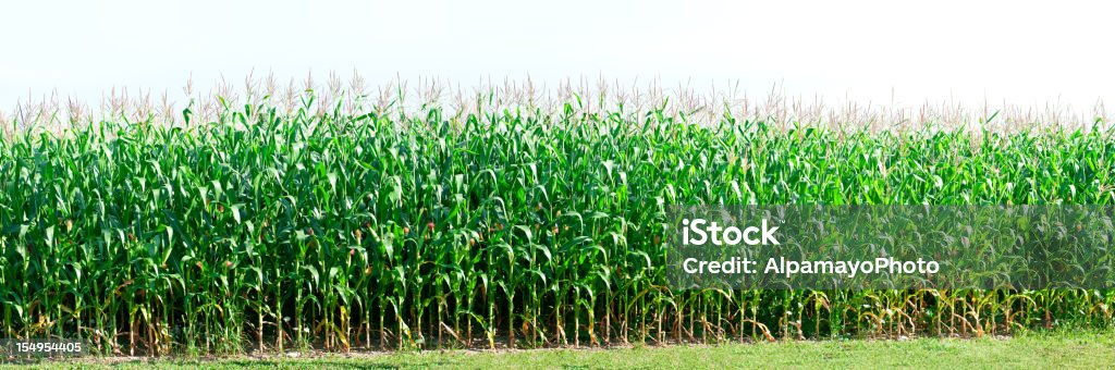 Кукурузное поле (панорамные фото - Стоковые фото Кукуруза - урожай роялти-фри