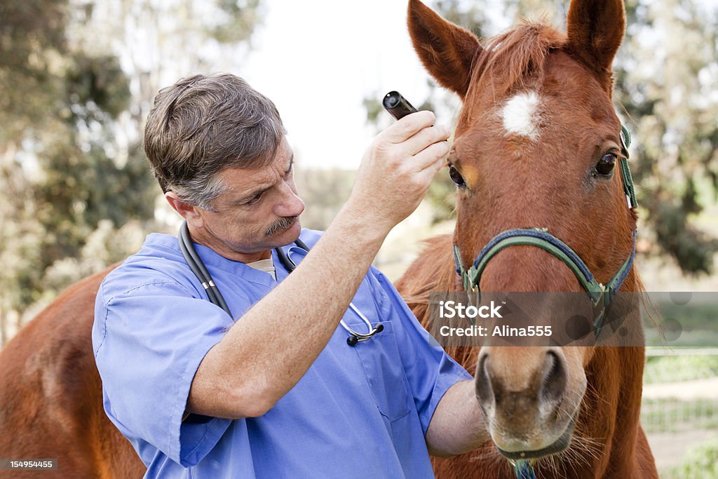 Tierarzt für Ärztliche Untersuchung eines Pferdes - Lizenzfrei Pferd Stock-Foto