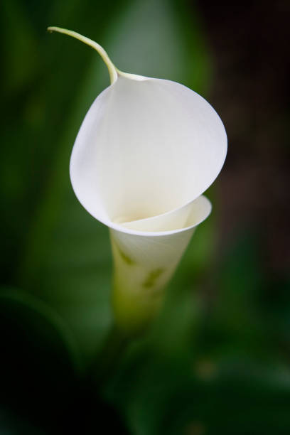 calla flower in spring season.