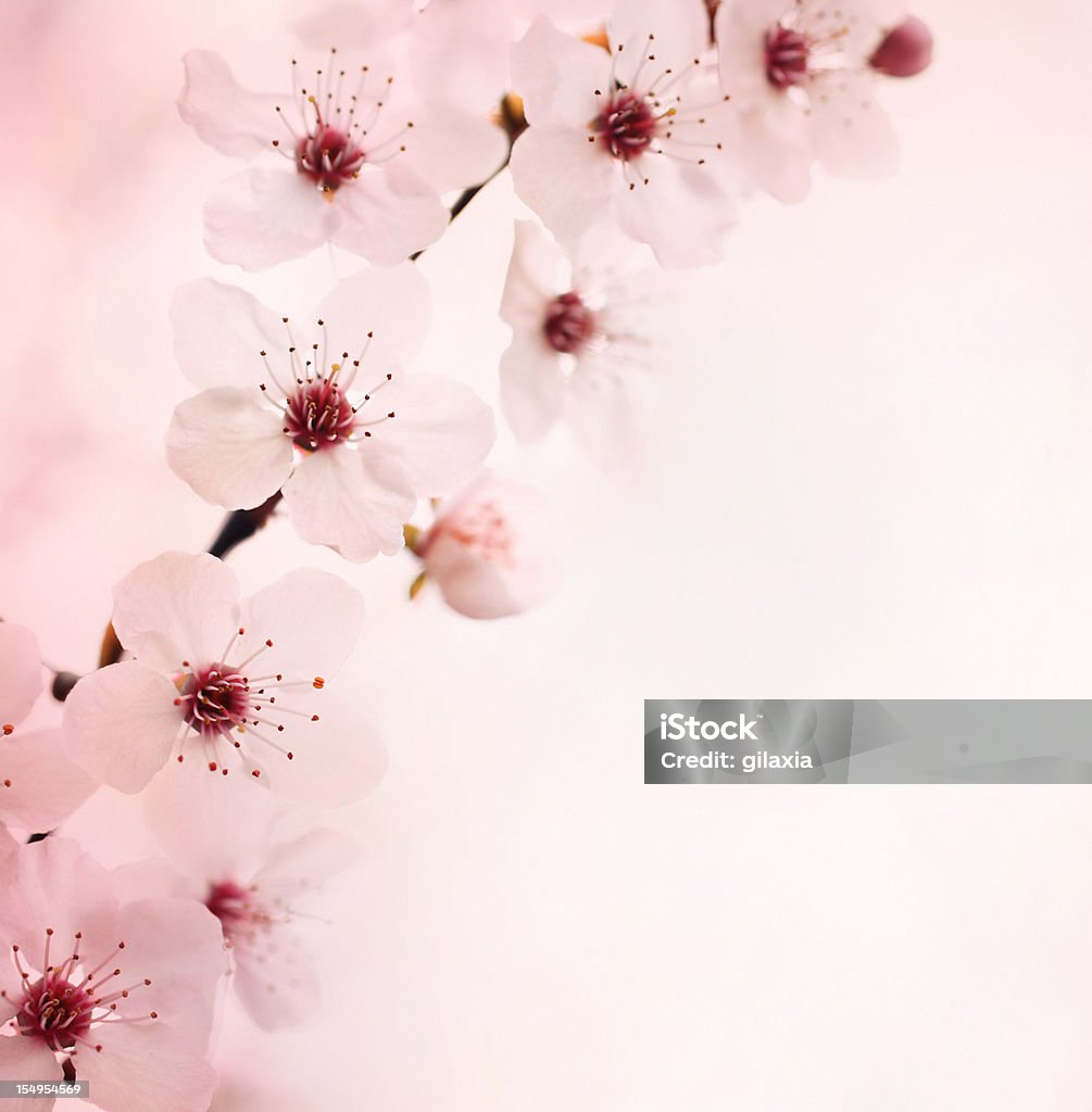 Flores de cerejeira. - Foto de stock de Flor de Cerejeira royalty-free