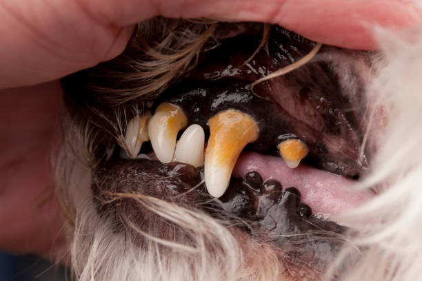 Close up black nose of Welsh Corgi Pembrok dog. in sunny day. Beautiful comic animal. Concept of veterinary dental care