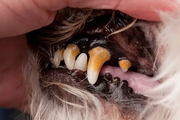 A thirteen year old dog with stage 3 periodontal disease.