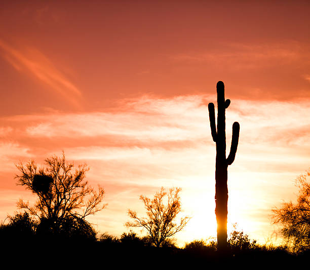 istock Arizona Desert Cactus Sagauro Sunset 154954639
