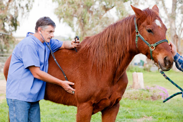istock Veterinarian examining the horse 154954814