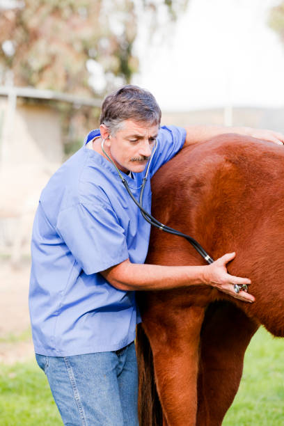 istock Veterinarian examining the horse 154954819