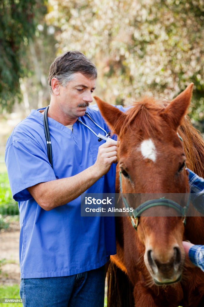 Vétérinaire donner une injection de cheval - Photo de Cheval libre de droits