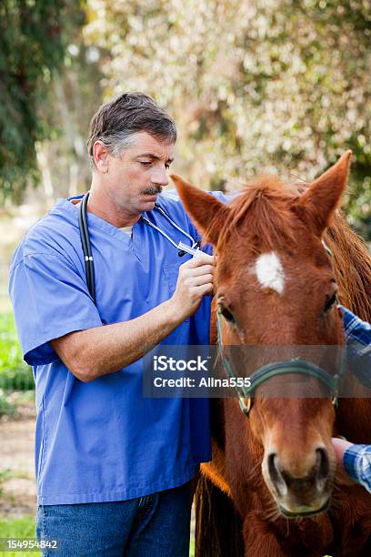 Lekarz Weterynarii Daje Zastrzyk Konia - zdjęcia stockowe i więcej obrazów Koń - Koń, Weterynarz, Opieka zdrowotna i medycyna