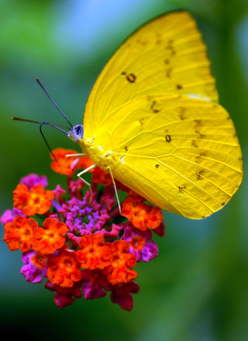On the inflorescence of a marigold flower sits a day butterfly urticaria, blurred background.