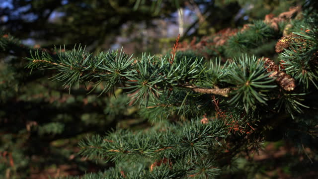 Close-Up Pine Tree Leaf