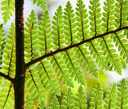 Close-up image showing the structure of a large fern, photographed from below and backlit by the sky.