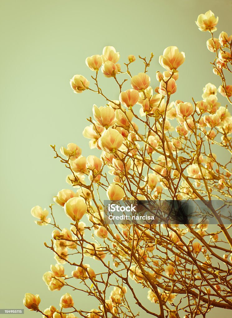 Delicadas magnolias de fotos - Foto de stock de Aire libre libre de derechos