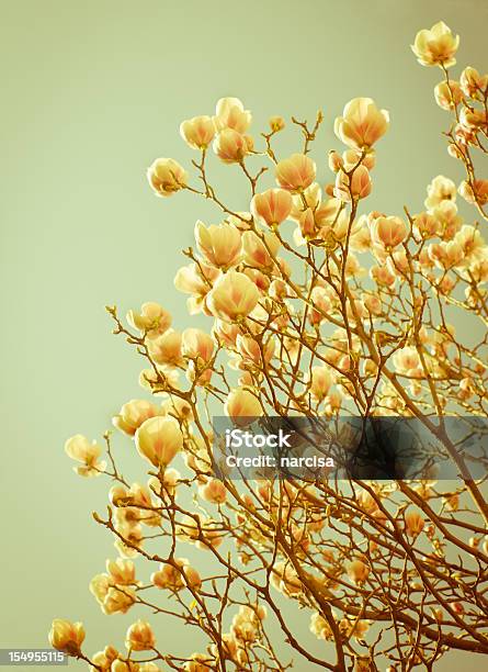 Delicadas Magnolias De Fotos Foto de stock y más banco de imágenes de Aire libre - Aire libre, Azul, Cielo