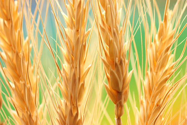 위트 필드 - wheat whole wheat close up corn on the cob 뉴스 사진 이미지