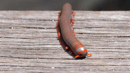 Captivating closeup of a millipede crawling on a wooden staircase in a forest. The insects intricate patterns and textures are showcased. Concept of nature and arthropod exploration.